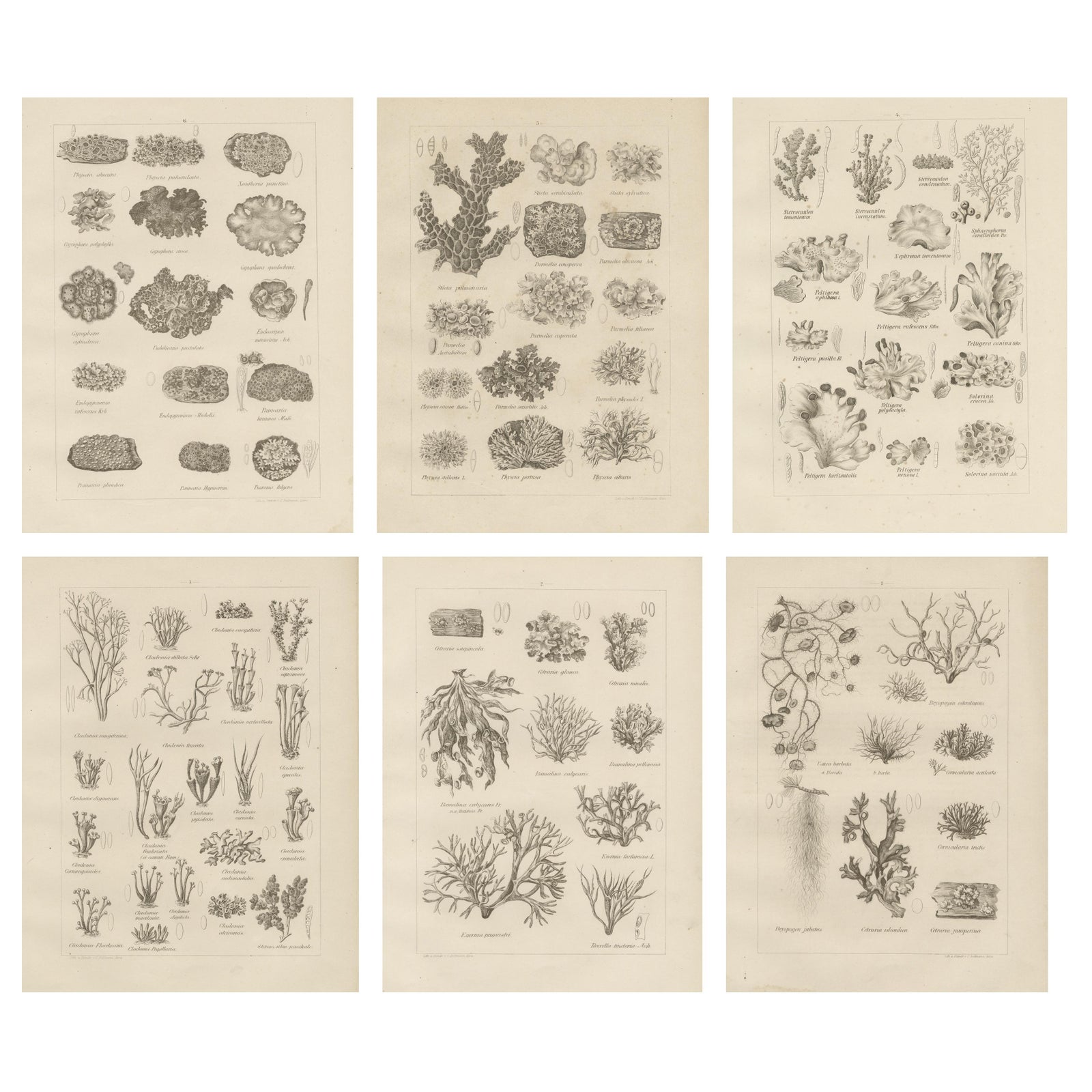 Antique Lichen Prints Set of 6, German Botanical Lithographs 1874