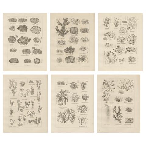 Antique Lichen Prints Set of 6, German Botanical Lithographs 1874