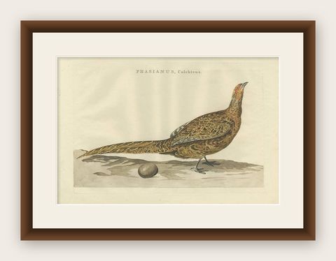 Antique Bird Print of the Common Pheasant by Sepp & Nozeman, 1789, shown framed