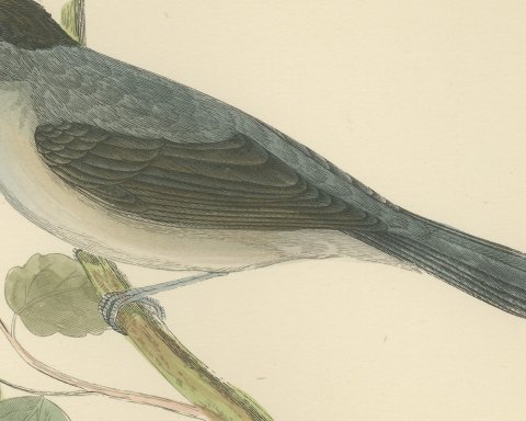 Blackcap with Hanging Leaves, Hand Colored Wood Engraving, Morris, 1896, close-up 2