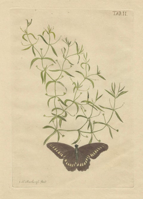 Rare Botanical Beauties with Butterflies, 1775 Plates from Meerburgh’s Garden, close-up 5