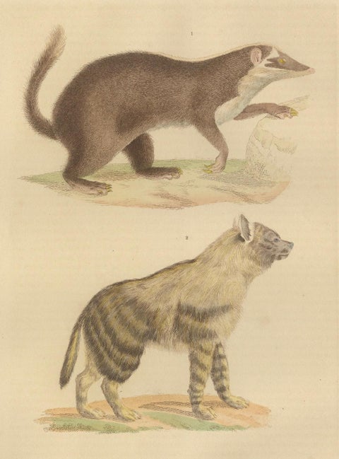 Contrasts in Mammalia: The Brown-Tailed Mongoose and the Brown Hyena, 1845, close-up 1