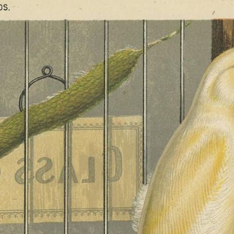 Antique Bird Print of the Manchester or Lancashire Coppies, Grey and Clear, close-up 1