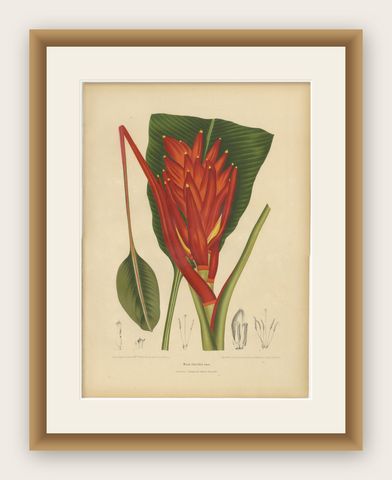 Antique Red Heliconia Botanical Chromolithograph by Hoola van Nooten, c. 1880, shown framed