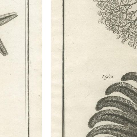 Decorative Antique Marine Prints, Pair of Starfish & Echinoderms, c.1770, close-up 4