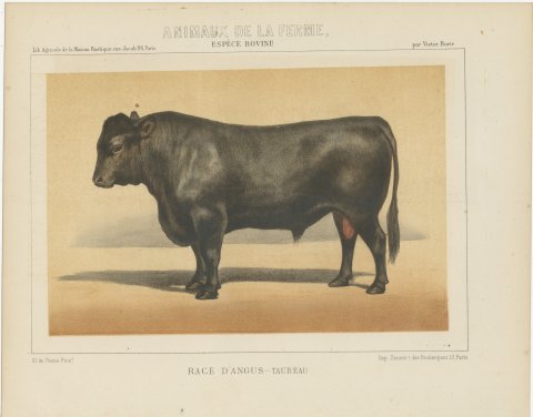 Angus Bull, Scottish Cattle Chromolithograph by Olivier de Penne, 1863, view 2