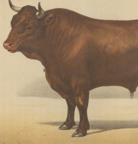 Salers Bull, French Cattle Breed, Antique Chromolithograph by Borie, 1863, close-up 2