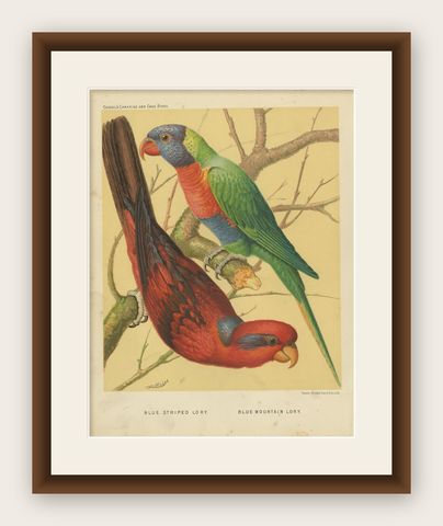 Antique Bird Print of Blue-Streaked Lory and Blue Mountain Lory, ca 1880, shown framed