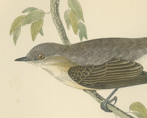 Lesser Whitethroat on a Slender Branch, Antique Morris Bird Print, 1896, close-up 1