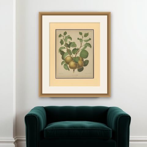 Golden Pear Cluster, Botanical Print, Dutch, ca. 1870 Chromolitho, shown framed on a wall