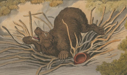 Foreign Field Sports: The Bear Triap Aquatint by Dubourg, Merke & Howitt, 1813, close-up 2