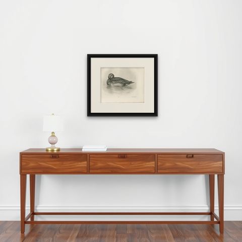 Duck Preening, Antique Bird Print after Lilian Medland, circa 1909, shown framed on a wall