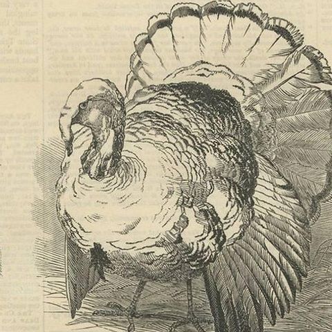 Antique Print of Prize Poultry at the Zoological Society, 1845, close-up 2