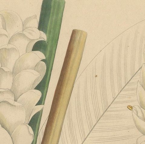 Antique Turmeric Botanical Print, Curcuma Longa, Hand Colored, c.1831, close-up 4