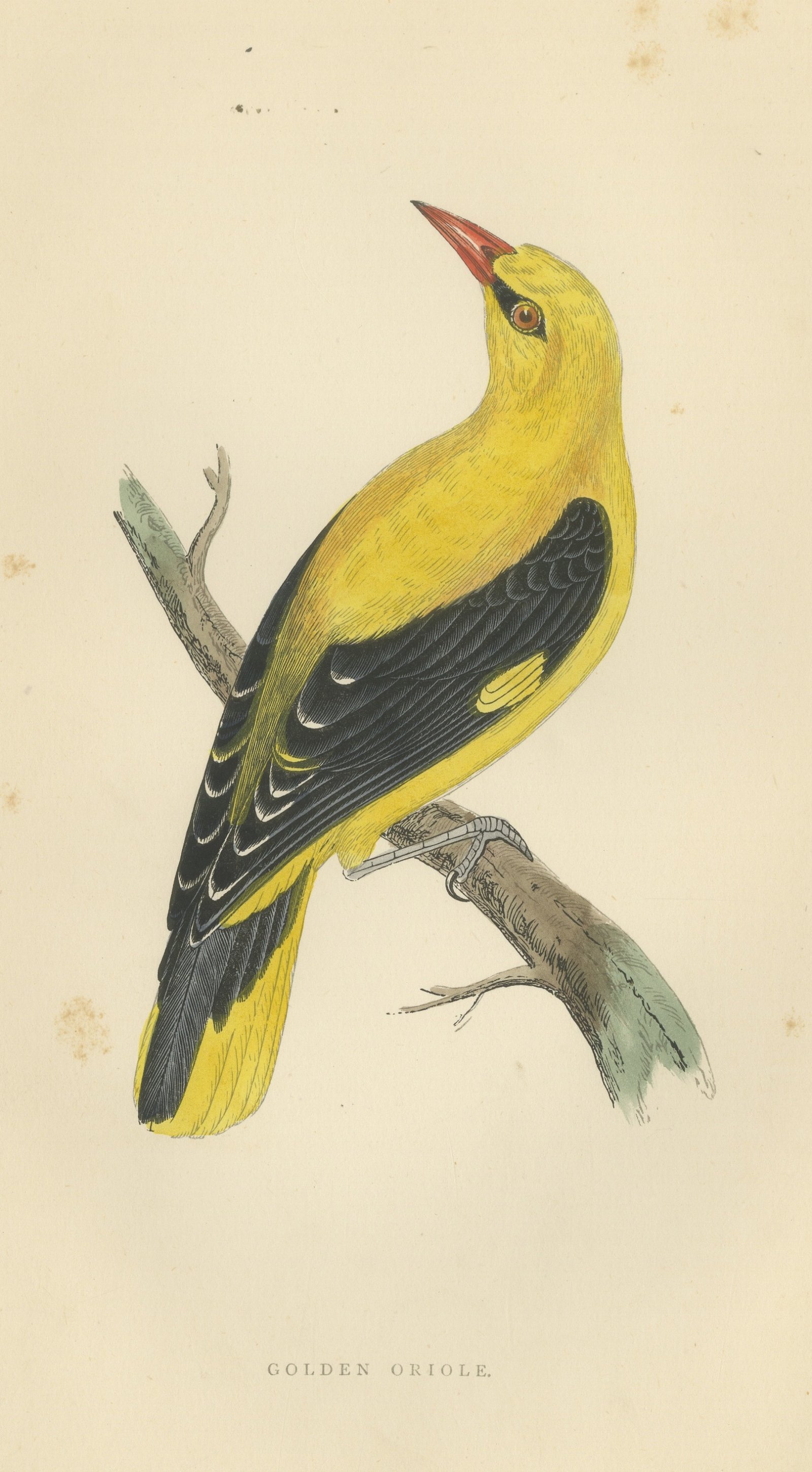 Golden Oriole Looking Upward, Antique Hand Colored Print, Morris, 1896
