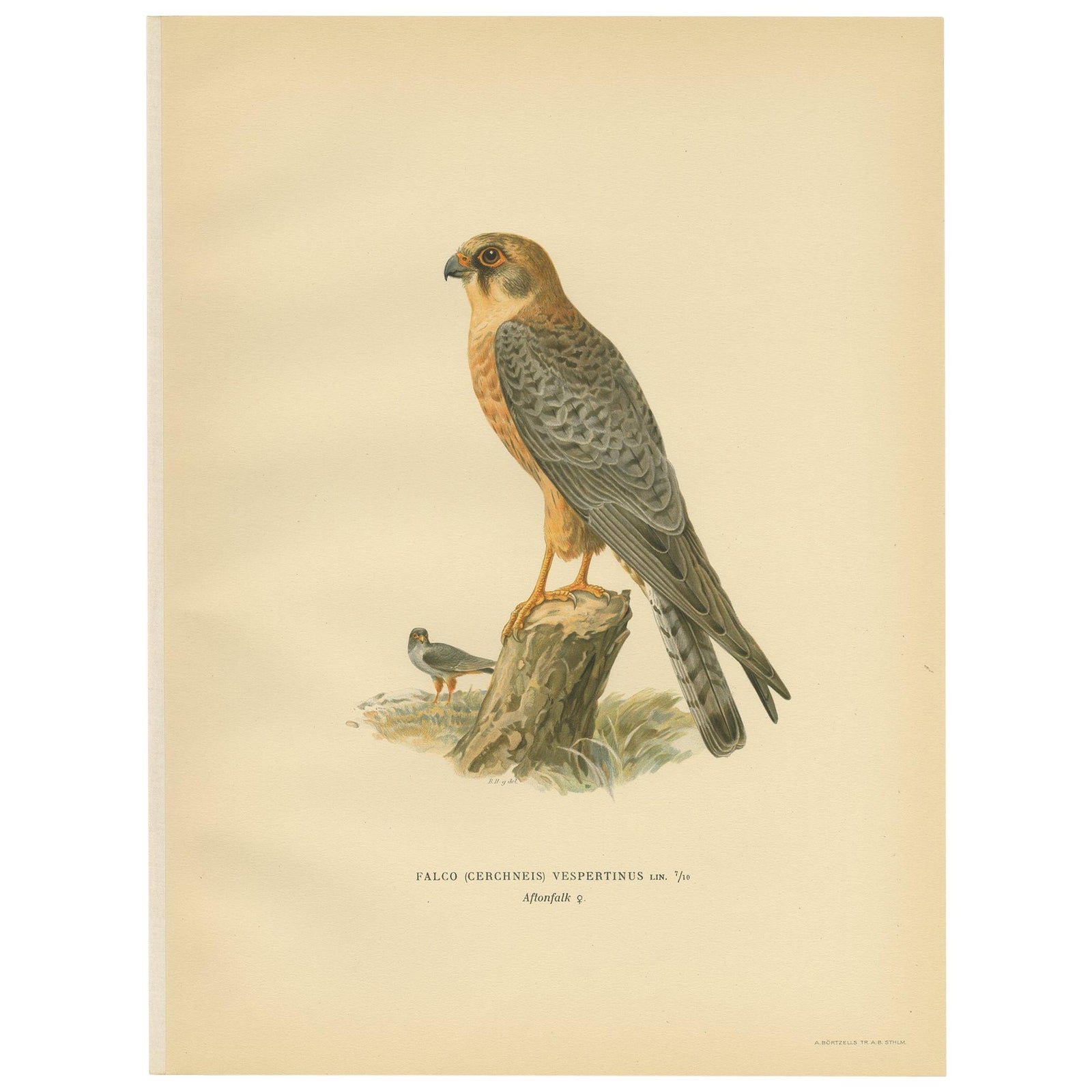 Antique Bird Print of the Red-Footed Falcon by Von Wright, 1929