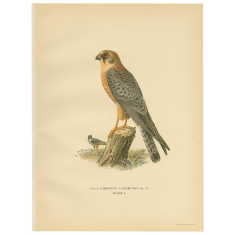 Antique Bird Print of the Red-Footed Falcon by Von Wright, 1929