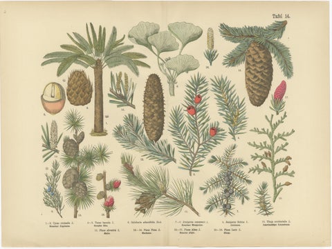 Antique German Botanical Atlas Plates, Tafel 13–14, Ferns & Conifers, 1885, view 3