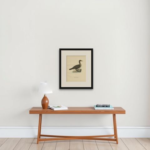 Antique Bird Print of a Young Great Cormorant by Von Wright, 1929, shown framed on a wall