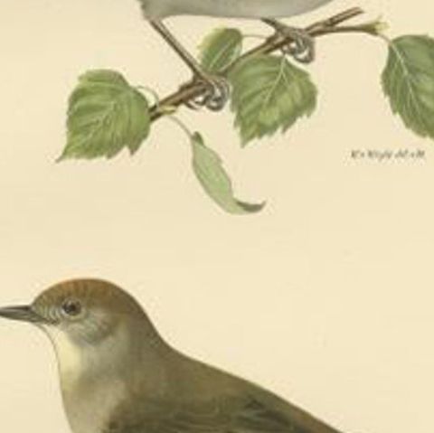 Antique Bird Print of the Eurasian Blackcap by Von Wright, 1927, close-up 2