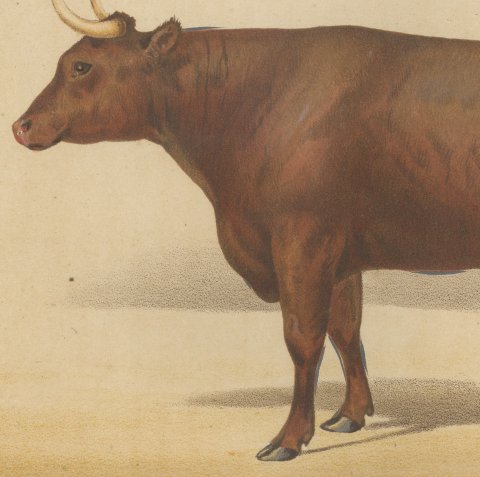 Devon Ox, British Cattle Chromolithograph by Olivier de Penne, 1863, close-up 2