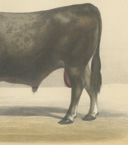 Gascon Bull, French Cattle Chromolithograph from Animaux de la Ferme, 1863, close-up 3