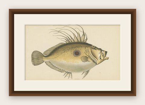 Antique Print of the Dory Fish by J. Couch, circa 1870, shown framed
