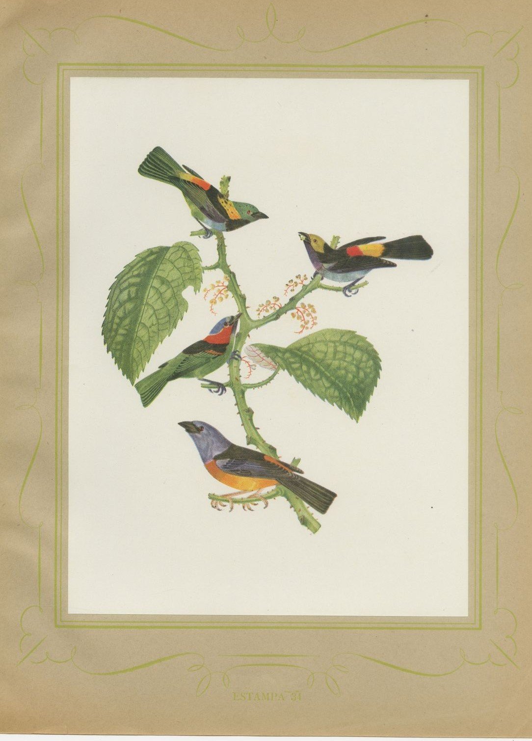 Tanagers and Warblers, Brazilian Bird Print, Descourtilz, 1944