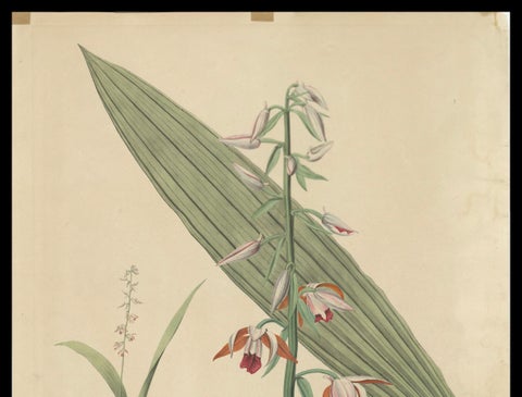 Large Masterpiece of Botanical Illustration from the Dutch East Indies, 1854, close-up 3