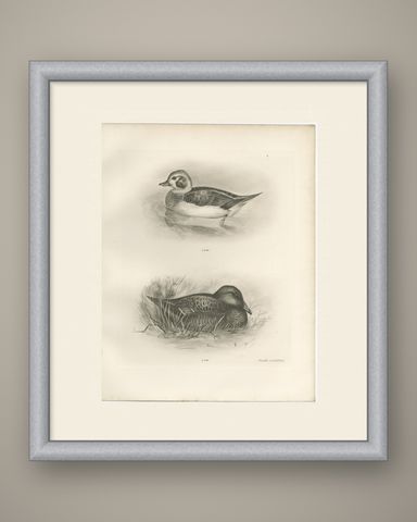Long-Tailed Duck, Two Figures, circa 1909, shown framed