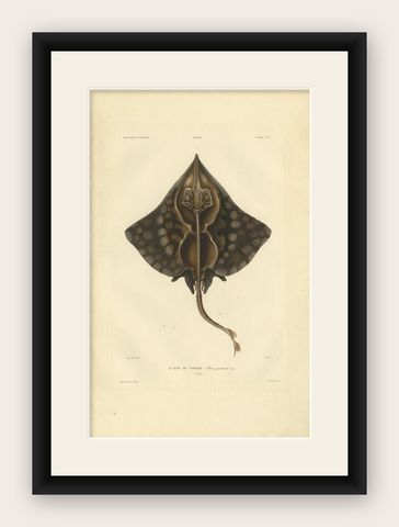Rare Hand-Colored Antique Fish Print of the Gaimard's Ray, 1842, shown framed