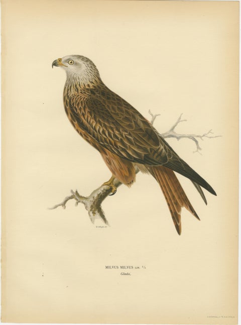 Nordic Birds of Prey Pair - Lithographs, Scandinavian Natural History 1929, view 3