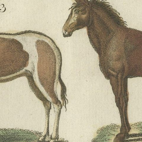 Print from a Rare Unknown Dutch work Showing Mules, Horses, Donkeys, etc., 1800, close-up 3