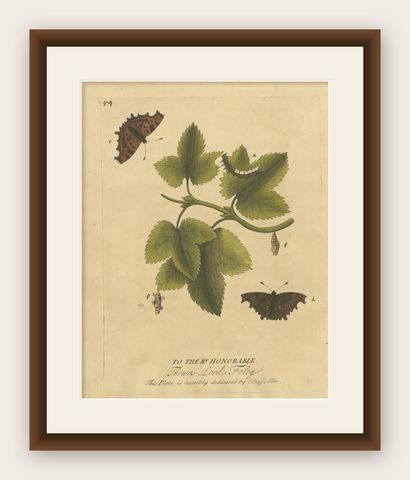 Butterfly Life Cycle on Leafy Branch, Albin Hand-Colored Engraving, 1720, shown framed