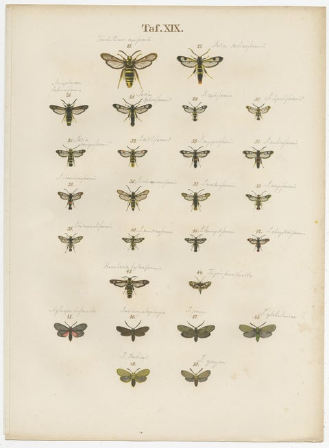 Set of 6 Antique Prints of Various Butterflies and Moths by Ramann, circa 1870, view 7