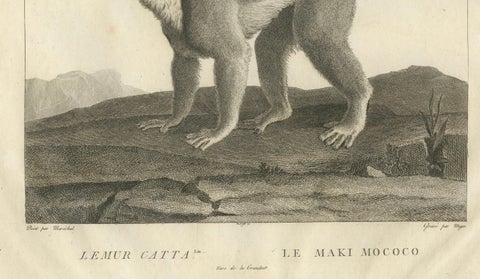 Early 19th-Century Engraving of Lemur Catta by S.C. Miger and N. Maréchal, Paris, close-up 3