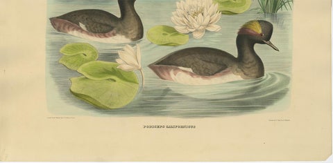 Antique Bird Print of Two Black-Necked Grebes Made after D.G. Elliot, 1869, view 5