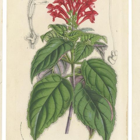 Set of 6 Antique Botany Prints, Wisteria, Scutellaria, Sage 'circa 1853', close-up 1