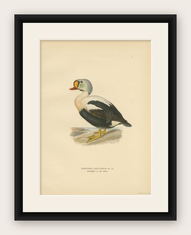 King Eider in Repose: The Somateria Spectabilis from the Nordic Aviary, 1929, shown framed