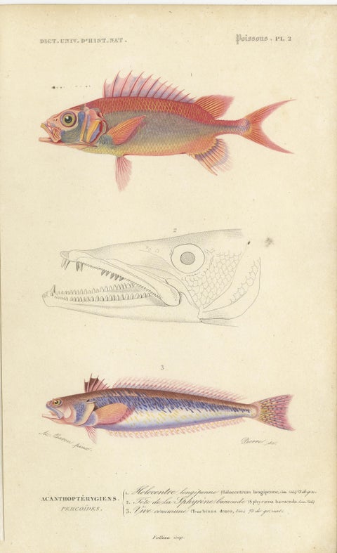Set of 9 Antique Prints of Various Handcolored Fish Species, view 3