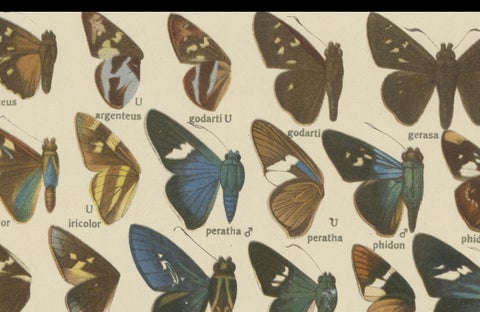 Set of 2 Antique Prints of Butterflies of Africa and America, Published in 1910, close-up 5