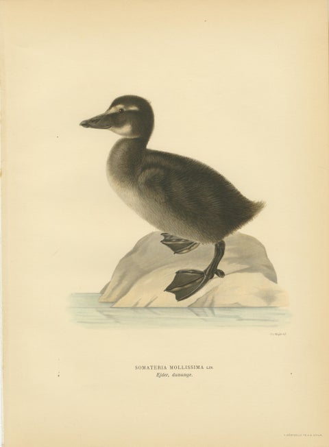 Antique Eider Duck Lithographs Set of 4, Somateria mollissima, Sweden 1929, view 5