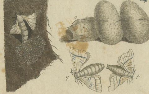 Antique Handcolored Engraving of Silkworm Life Cycle, c.1800, close-up 3