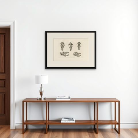 Rare Engraved Prints of Skulls of an Eskimo Dog and The Icelandic SheepDog, 1842, shown framed on a wall