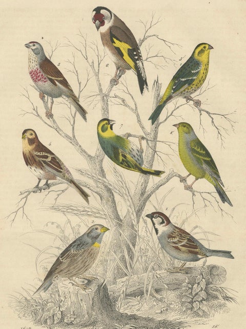 Finches and Sparrows: An 1849 Avian Assembly - A Hand-Coloured Lithograph, close-up 6