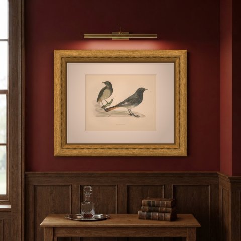 Blackstart or Black Redstart Pair on a Rock, Hand Colored Print, 1896, shown framed on a wall