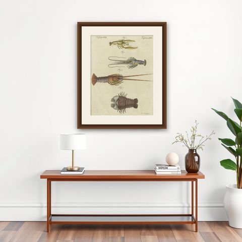 Original Antique Print of a various Lobster and Shrimp, shown framed on a wall
