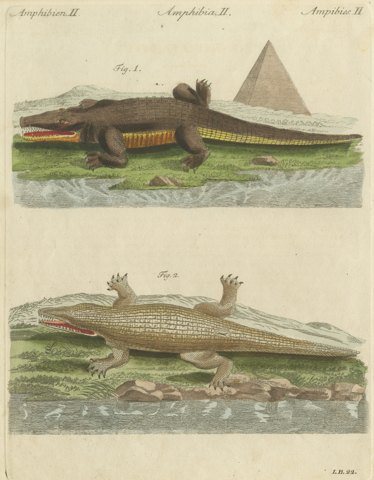 Crocodiles with an Egyptian Pyramid, Antique Bertuch Print, Vienna, circa 1805