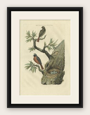 Antique Bird Print of Redstarts by Sepp & Nozeman, 1770, shown framed