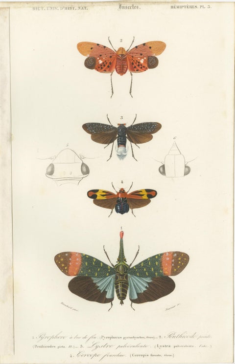 Set of 7 Antique Prints of a Grasshopper and other Insects, view 6